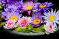 Lotus multicolored. Many colorful lotus flowers in earthen basin Royalty Free Stock Photo