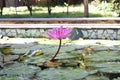 Lotus, national flower of India