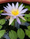 Lotus Royalty Free Stock Photo