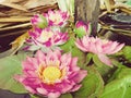 Lotus in nature swamps ,vintage style. Royalty Free Stock Photo