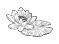 Lotus Nelumbo flower sketch vector illustration Royalty Free Stock Photo