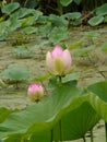 Lotus Nelumbo nucifera in bloom