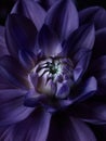 Lotus night scene flower background