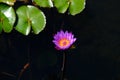 LOTUS At Nong Han Chaloem Phrakiat Lotus Park in Sakon Nakhon