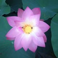 lotus Royalty Free Stock Photo