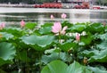 Lotus open in July, lotus Hanbaoyufang, Beijing Shichahai