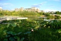 Lotus park with apartment Royalty Free Stock Photo