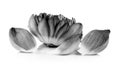 Lotus petal black and white