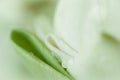 Lotus petal closeup background Royalty Free Stock Photo