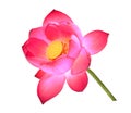 Lotus petal flower isolated on white Royalty Free Stock Photo