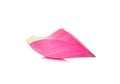 Lotus petal isolated on the white background Royalty Free Stock Photo