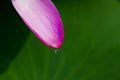 Lotus petal on leaf Royalty Free Stock Photo