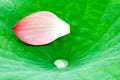 Lotus petal over leaf Royalty Free Stock Photo