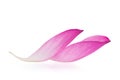 Lotus petal solated on white background, clipping path