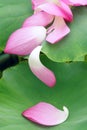 Lotus petals Royalty Free Stock Photo