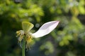 Lotus petals fall off and expose shower