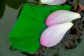 Lotus petals