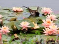 Lotus Pheasant-tailed Jacana the phoenix