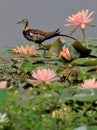 Lotus Pheasant - tailed Jacana the phoenix