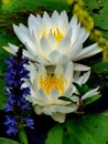 Lotus Pickerelweed flower art nature