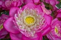 Lotus pink Royalty Free Stock Photo