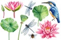 Lotus Pink flower, leaf, seed, bud, kingfisher and dragonfly, flora isolated white background, watercolor illustration Royalty Free Stock Photo