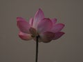 Lotus Pink Flower Petals wide petals with a pointed tip curved inward to the inside