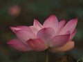 Lotus Pink Flower Petals wide petals with a pointed tip curved inward to the inside