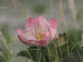 Lotus Pink Flower Petals wide petals with a pointed tip curved inward to the inside on burred of nature background