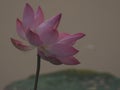 Lotus Pink Flower Petals wide petals with a pointed tip curved inward to the inside on burred of nature background