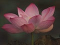 Lotus Pink Flower Petals wide petals with a pointed tip curved inward to the inside on burred of nature background