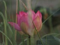 Lotus Pink Flower Petals wide petals with a pointed tip curved inward to the inside on burred of nature background