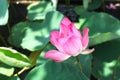 Lotus pink flower pond summer plants beautiful blossom Royalty Free Stock Photo