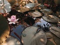 Lotus pink flower in the pond, water lillly pod leaves floating. Summer blossom