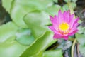 Lotus Royalty Free Stock Photo