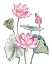 Lotus pink Flowers with green leaves. Hand drawn watercolor illustration of water lily on isolated background. Floral Royalty Free Stock Photo