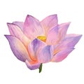 Lotus pink flowers painted in watercolor. Hand drawn on textured paper.