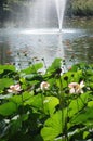 Lotus pink flowers on park lake Royalty Free Stock Photo