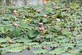 Lotus pink flowers on park lake. Royalty Free Stock Photo