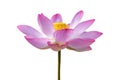 Lotus Pink Isolate White flowers bloom