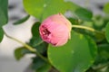 Lotus ,pink lotus or nucifera gaertn Royalty Free Stock Photo