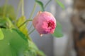 Lotus ,pink lotus or nucifera gaertn Royalty Free Stock Photo