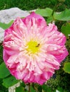 Lotus pink Thailand
