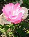 Lotus pink thailand