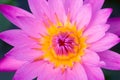 Lotus pink Water Lilly Flower of Peace Royalty Free Stock Photo