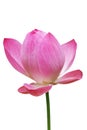 Lotus, Pink water lily flower (lotus) and white background, Clipping paths Royalty Free Stock Photo