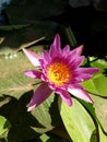 Lotus pinkflower Royalty Free Stock Photo