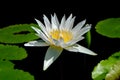 Lotus flower, is a flower that grows in the water. in some mythologies and beliefs are sacred flowers.