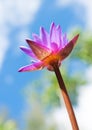 Lotus Plant on blue sky