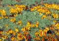 Lotus plant fiery colours